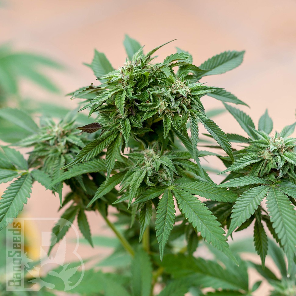 Семена каннабиса  Sour Mango feminised Ganja Seeds Семена каннабиса  Sour Mango feminised Ganja Seeds