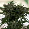 Семена каннабиса  Sour Mango feminised Ganja Seeds Семена каннабиса  Sour Mango feminised Ganja Seeds