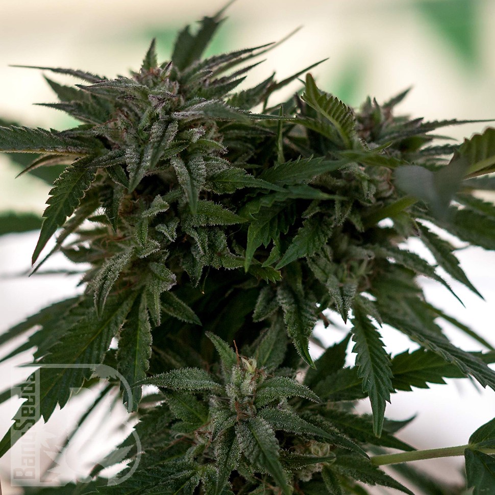 Семена каннабиса  Sour Mango feminised Ganja Seeds Семена каннабиса  Sour Mango feminised Ganja Seeds