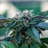 Семена каннабиса  Sour Mango feminised Ganja Seeds Семена каннабиса  Sour Mango feminised Ganja Seeds