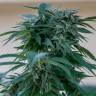 Семена каннабиса  Sour Mango feminised Ganja Seeds Семена каннабиса  Sour Mango feminised Ganja Seeds