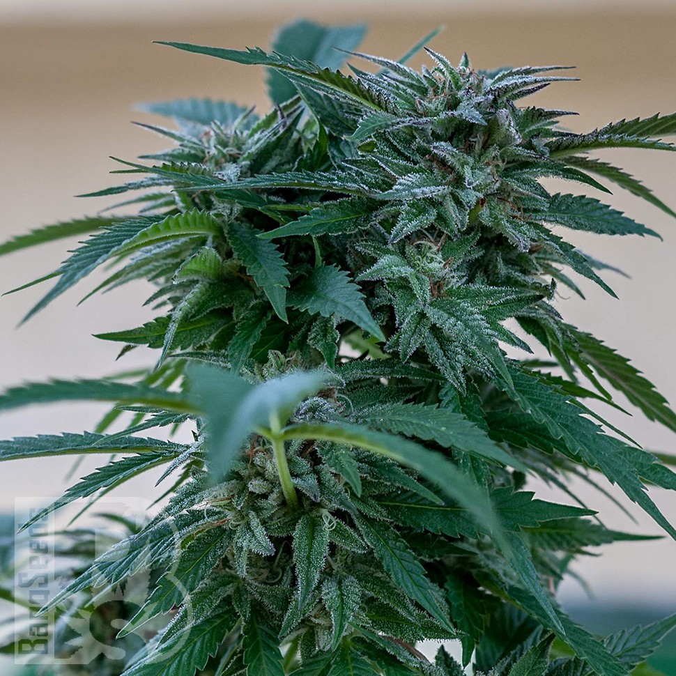 Семена каннабиса  Sour Mango feminised Ganja Seeds Семена каннабиса  Sour Mango feminised Ganja Seeds
