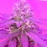 купить семена конопли аутдор Kings Kush reg купить семена конопли аутдор Kings Kush reg