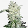 купить семена конопли Kali Mist feminised купить семена конопли Kali Mist feminised