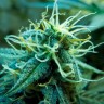 Blue Mango feminised Ganja Seeds Blue Mango feminised Ganja Seeds