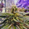 Семена каннабиса  Sticky Blue feminised Ganja Seeds Семена каннабиса  Sticky Blue feminised Ganja Seeds