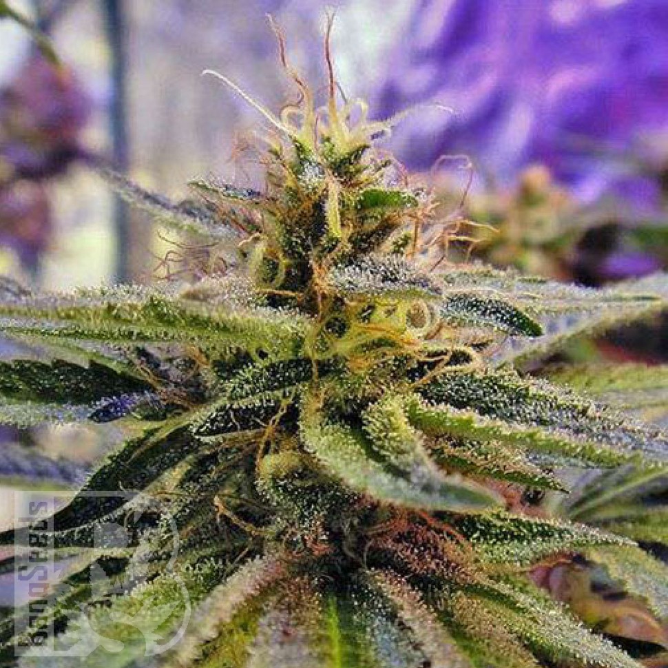 Семена каннабиса  Sticky Blue feminised Ganja Seeds