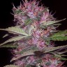 Семена каннабиса  Sticky Blue feminised Ganja Seeds Семена каннабиса  Sticky Blue feminised Ganja Seeds