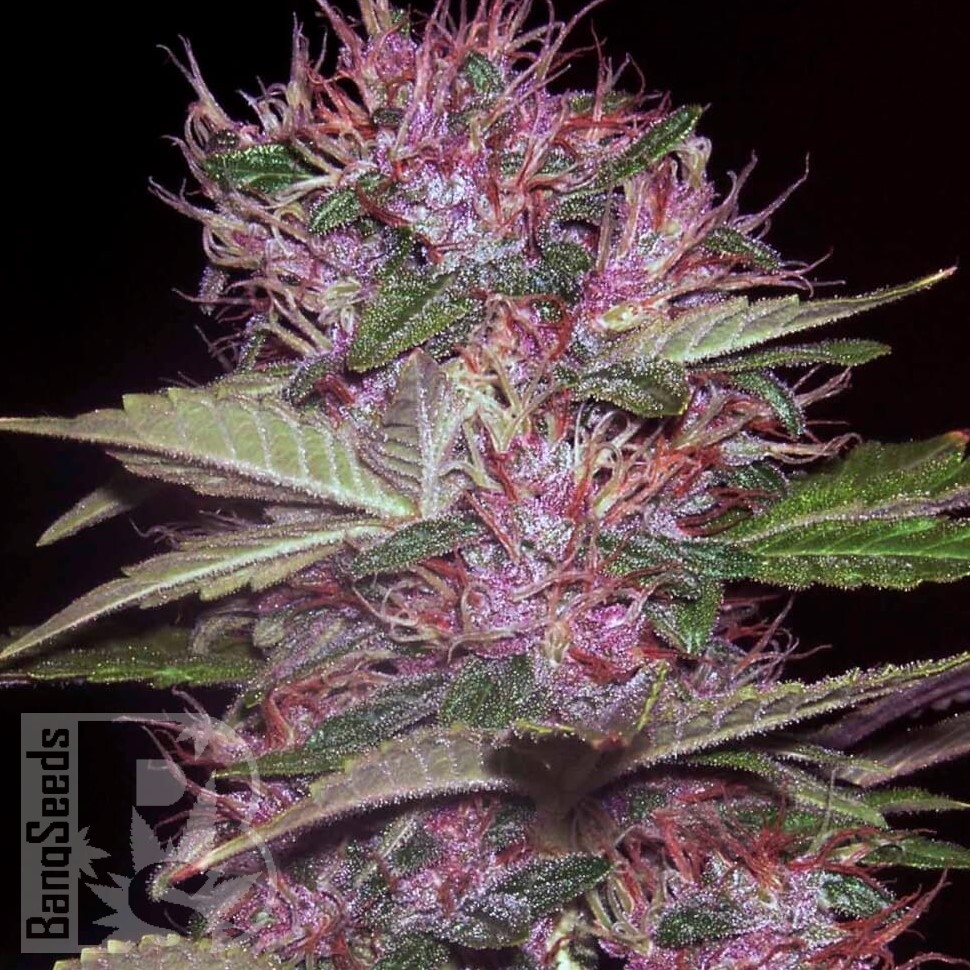 Семена каннабиса  Sticky Blue feminised Ganja Seeds Семена каннабиса  Sticky Blue feminised Ganja Seeds