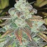 Семена каннабиса  Sticky Blue feminised Ganja Seeds Семена каннабиса  Sticky Blue feminised Ganja Seeds