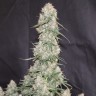заказать семена конопли почтой  Auto Blueberry regular заказать семена конопли почтой  Auto Blueberry regular