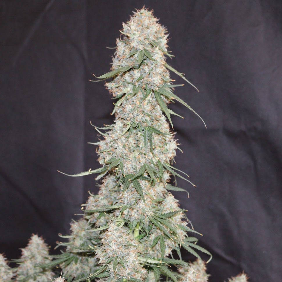 заказать семена конопли почтой  Auto Blueberry regular заказать семена конопли почтой  Auto Blueberry regular