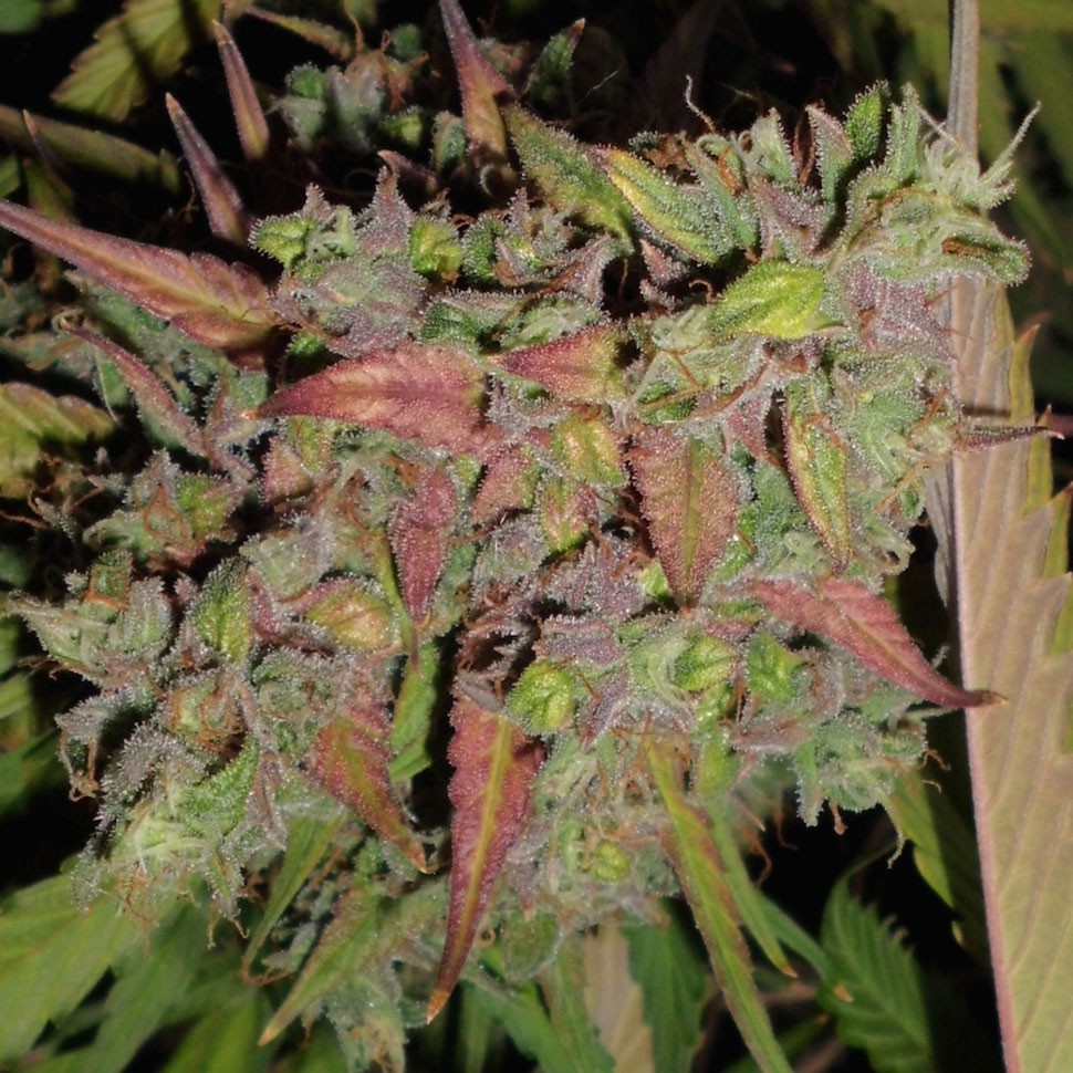 купить семена конопли  Auto Blueberry regular купить семена конопли  Auto Blueberry regular