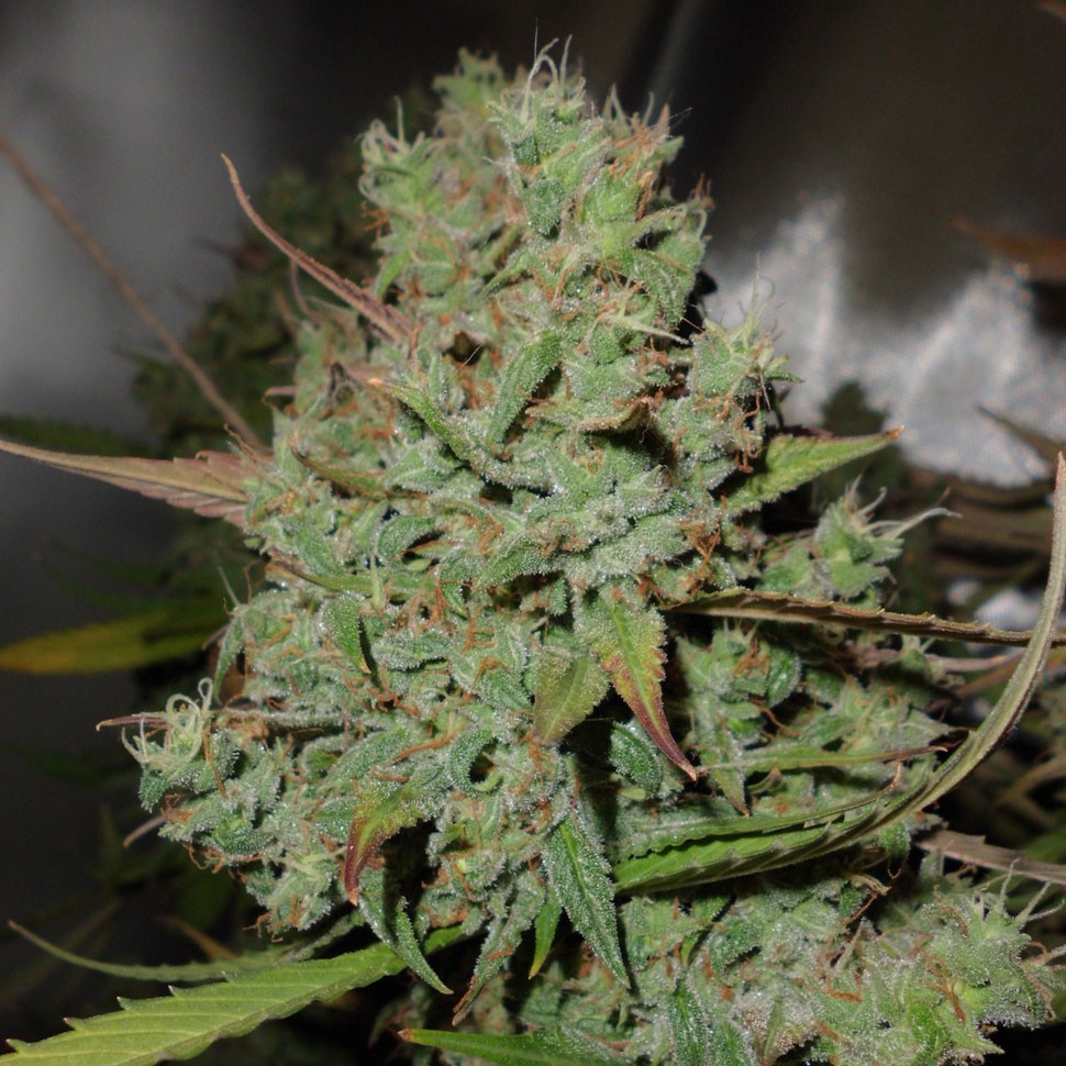 купить семена конопли недорого  Auto Blueberry regular купить семена конопли недорого  Auto Blueberry regular
