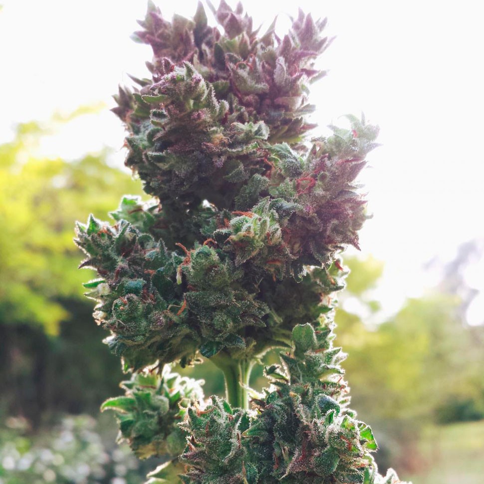 регулярные семена конопли купить  Auto Blueberry regular регулярные семена конопли купить  Auto Blueberry regular