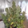 купить семена конопли в оригинальных упаковках  Auto Blueberry regular купить семена конопли в оригинальных упаковках  Auto Blueberry regular