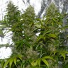 где заказать семена конопли La Blanca reg где заказать семена конопли La Blanca reg