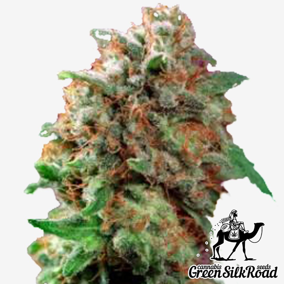 Семена конопли  Mazar feminised Green Silk Road Seeds