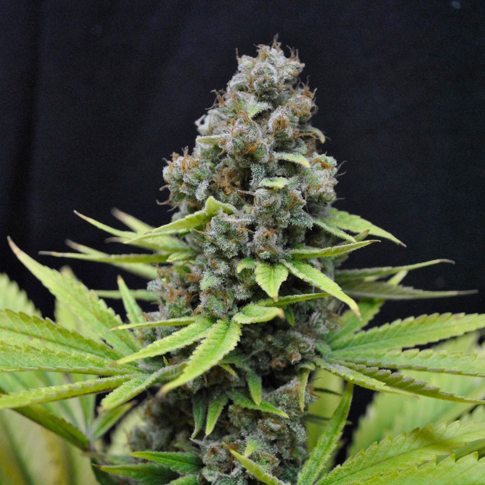 Семена ганжа  Auto S.A.D. (Sweet Afgani Delicious) feminised Ganja Seeds