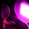 Линейный светодиодный фитосветильник LED Союз 5 для конопли Линейный светодиодный фитосветильник LED Союз 5 для конопли