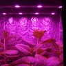 Линейный светодиодный фитосветильник LED Союз 5 для марихуаны Линейный светодиодный фитосветильник LED Союз 5 для марихуаны