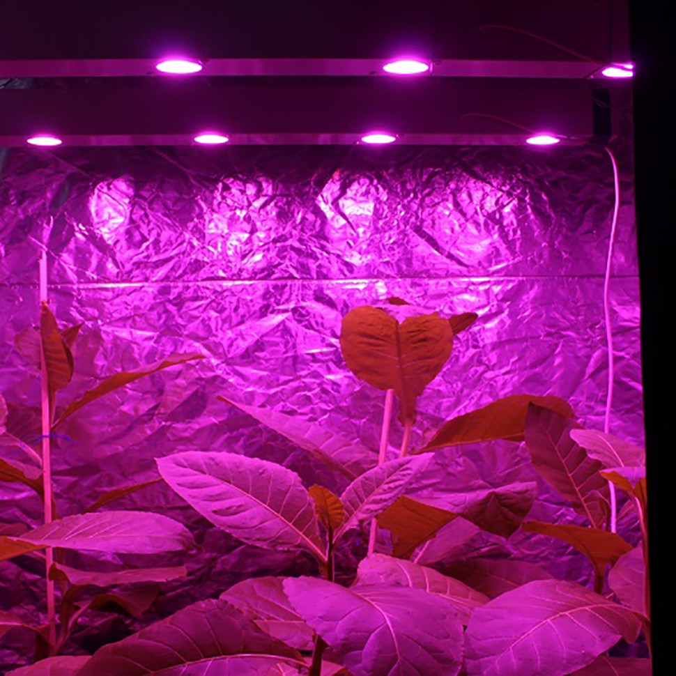 Линейный светодиодный фитосветильник LED Союз 5 для марихуаны Линейный светодиодный фитосветильник LED Союз 5 для марихуаны
