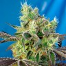 Семена Do-Sweet-Dos feminised Ganja Seeds Семена Do-Sweet-Dos feminised Ganja Seeds
