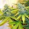 Blue Power feminised Ganja Seeds Blue Power feminised Ganja Seeds