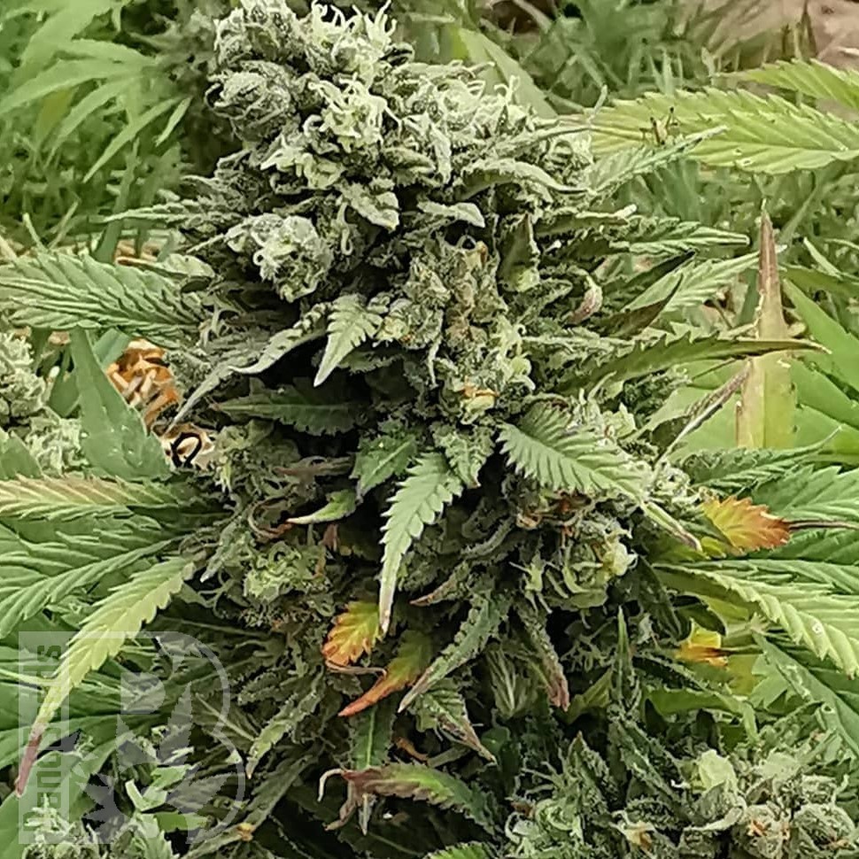 Семена ганжа  Super Bud feminised Ganja Seeds Семена ганжа  Super Bud feminised Ganja Seeds