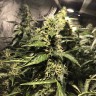 где можно заказать семена конопли Blue AK reg где можно заказать семена конопли Blue AK reg