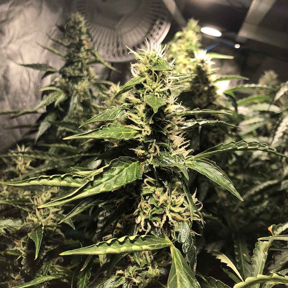 где можно заказать семена конопли Blue AK reg где можно заказать семена конопли Blue AK reg
