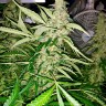 заказать хорошие семена конопли Blue AK reg заказать хорошие семена конопли Blue AK reg