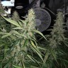 купить семена конопли элитных сортов Blue AK reg купить семена конопли элитных сортов Blue AK reg