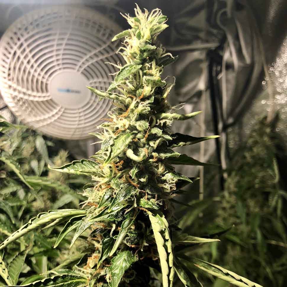 Семена марихуаны  Blue AK regular Ganja Seeds