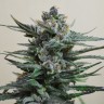 купить семена марихуаны в Алматы Auto Blue Acid regular купить семена марихуаны в Алматы Auto Blue Acid regular