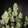 купить семена конопли f1 в оригинальной упаковке OG Kush feminised купить семена конопли f1 в оригинальной упаковке OG Kush feminised