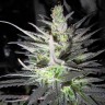 Семена конопли  Super Cali Haze feminised Ganja Seeds Семена конопли  Super Cali Haze feminised Ganja Seeds