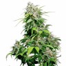 Семена конопли  Super Cali Haze feminised Ganja Seeds Семена конопли  Super Cali Haze feminised Ganja Seeds