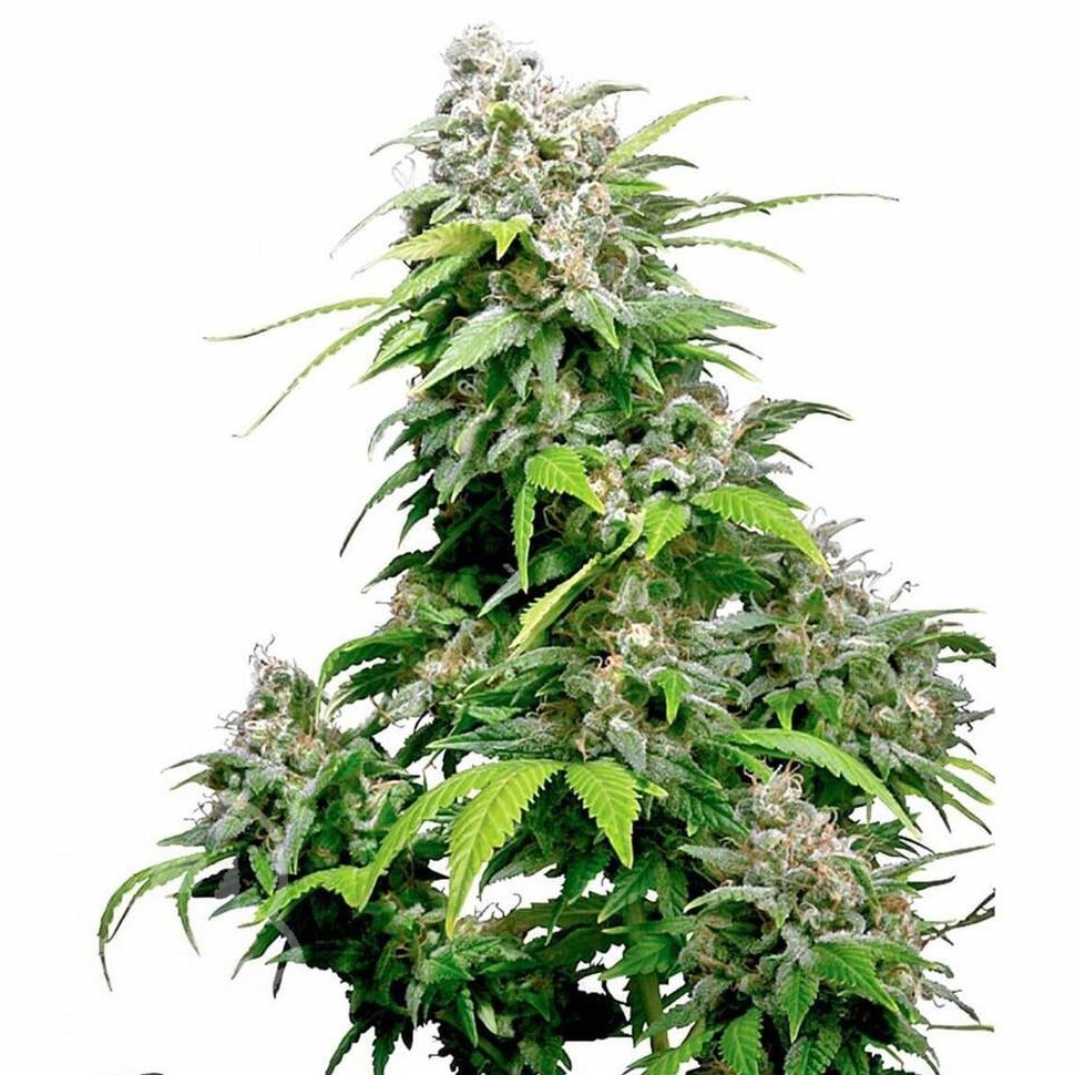 Семена конопли  Super Cali Haze feminised Ganja Seeds Семена конопли  Super Cali Haze feminised Ganja Seeds