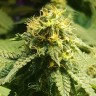купить семена конопли элитных сортов Jamaica Blueberry reg купить семена конопли элитных сортов Jamaica Blueberry reg