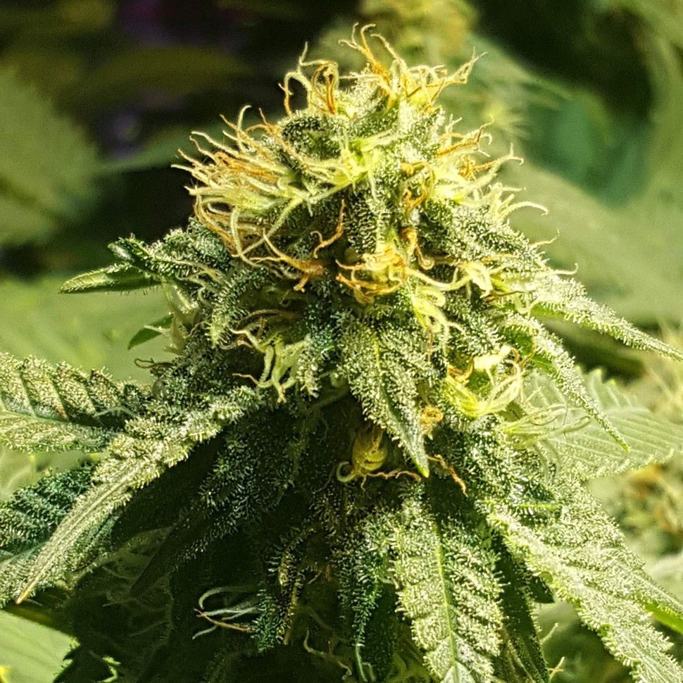 Семена  Jamaica Blueberry regular Ganja Seeds