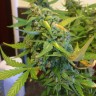 где можно заказать семена конопли Purple Ryder reg где можно заказать семена конопли Purple Ryder reg