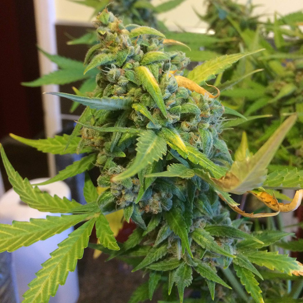 где можно заказать семена конопли Purple Ryder reg где можно заказать семена конопли Purple Ryder reg