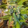 заказать хорошие семена конопли Purple Ryder reg заказать хорошие семена конопли Purple Ryder reg
