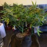 купить семена конопли элитных сортов Purple Ryder reg купить семена конопли элитных сортов Purple Ryder reg