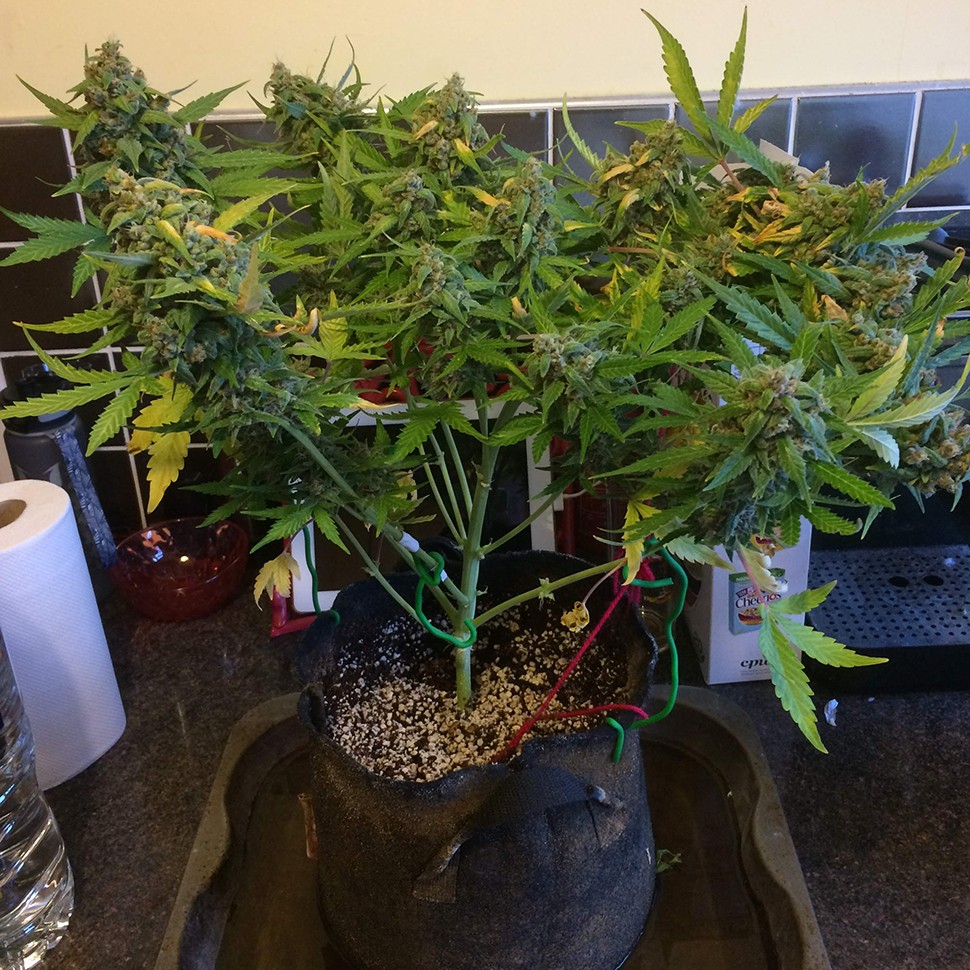 Семена ганжа  Purple Ryder regular Ganja Seeds