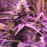 Семена ганжа  Purple Ryder regular Ganja Seeds Семена ганжа  Purple Ryder regular Ganja Seeds
