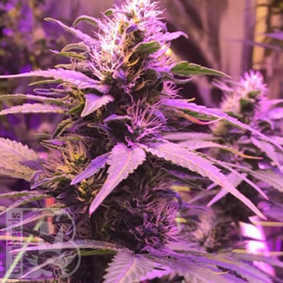 Семена ганжа  Purple Ryder regular Ganja Seeds Семена ганжа  Purple Ryder regular Ganja Seeds