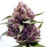 Семена ганжа  Purple Ryder regular Ganja Seeds Семена ганжа  Purple Ryder regular Ganja Seeds