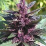 Семена ганжа  Purple Ryder regular Ganja Seeds Семена ганжа  Purple Ryder regular Ganja Seeds